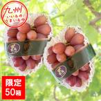  фиолетовый .1kg(2. входить ) Kirishima Sakura фрукты Land 