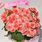 [ День матери ] популярный товар вид! Lee газ бегония bo задний s