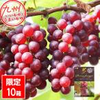 [tela одежда ]1.5kg.. Kirishima Sakura фрукты Land 