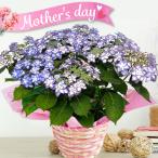 [ День матери ]....[ Hinamatsuri ] голубой 