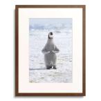 [ император пингвин ]