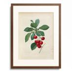 ピエール＝ジョゼフ・ルドゥーテ Pierre Joseph Redoute 「Cherry (Prunus cerasus) / Cerisier Royal / Cerasus domestica」