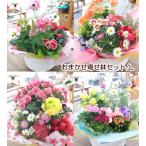 鉢花 寄せ鉢セットL 誕生日 お見舞い プレゼント 土日祝も営業 結婚祝い