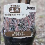コルジリネ パープルスター 3号 ガーデニング カラーリーフ おしゃれ かっこいい 人気 丈夫 育てやすい