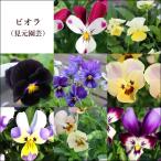 ビオラ苗 見元園芸 3号 良株 寄せ植え 花苗 ガーデニング ギャザリング まとめ割