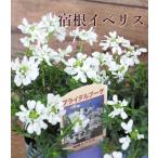 宿根イベリス ガーデニング 寄せ植え 3.5号苗 草花 ギャザリング