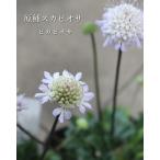 スカビオサ ピカビオサ 原種3.5号 花苗 耐寒性宿根草 寄せ植え ギャザリング