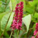 バーベナ テネラ オーレア 常緑性耐寒多年草 3号 草花