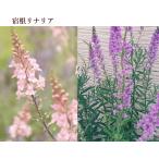 宿根リナリア プルプレア 宿根草 常緑性耐寒多年草 3.5号苗 草花 春〜夏…