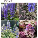  живучка 2.5 номер длинный Matsubara садоводство почвопокровные растения начинающий . корень . суммировать сломан 