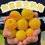 完熟梅 3kg 無農薬 L~3L 南高梅 梅酒 梅シロップ 梅干し 梅酢 オーガニック 有機栽培 産地直送 和歌山 県産 送料無料