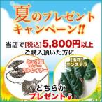 プレゼントキャンペーン★ 当店で税込5800円以上ご購入頂いた方に1個プレゼント★ 先着順!