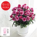 母の日 花 【母の日専用】カーネーション鉢植え「オルフィカ」5号 代引き後払い不可品 申込日5/6まで