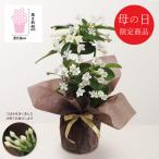 母の日 鉢植え 【母の日専用】マダガスカルジャスミン鉢植え 代引き後払い不可品 申込日5/13まで