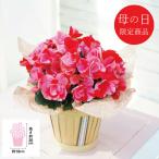 母の日 鉢植え 【母の日専用】ベゴニア鉢植え「ストロベリーフィールズ」4号 代引き後払い不可品 申込日5/6まで