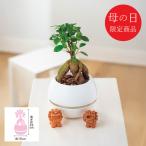 母の日 鉢植え 【母の日専用】ガジュマル シーサー 丸鉢5号鉢 代引き後払い不可品 申込日5/6まで