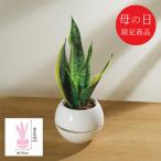 母の日 鉢植え 【母の日専用】サンセベリア 丸鉢5号鉢 代引き後払い不可品 申込日5/13まで