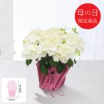 母の日 鉢植え 【母の日専用】アジサイ鉢植え アイスベア 代引き後払い不可品 申込日5/6まで
