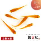 me Dakar .... рыба производство яйцо размер 4 пара + гарантия 2 шт .. драгоценнный камень супер первоклассный . распределение фиксация показатель аквариум . починка тщательно отобранный вид аквариум сегрегация безопасность безопасность разведение свободный изучение симпатичный симпатичный 