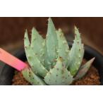 アロエ ペグレラエ Aloe Peglerae の育て方 栽培記録 ゆるぷ