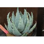 アロエ ペグレラエ Aloe Peglerae の育て方 栽培記録 ゆるぷ