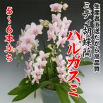 ミディ胡蝶蘭ハルガスミ5〜6本立ち