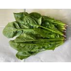  салат шпинат 1P [ Wakayama префектура производство ]