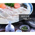 【活魚】本場紀州の最高級天然クエ鍋セット【2〜3人前】【送料無料】