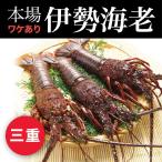 お中元 伊勢海老 本場 伊勢志摩 活 刺身 訳あり 産地直送 伊勢エビ お取り寄せ 冷凍
