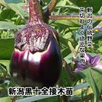 ナス苗 新潟黒十全 接木苗 緑ポット