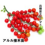 ミニトマト苗 アルル接木苗