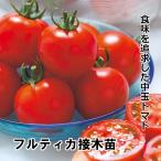  помидор рассада полный TIKKA контактный дерево рассада 