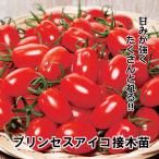  помидор рассада Princess Aiko контактный дерево рассада 