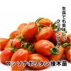  помидор рассада rosso na поли язык контактный дерево рассада 