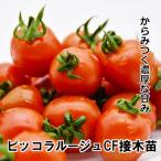  помидор рассада pikola rouge CF контактный дерево рассада 