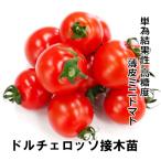 トマト苗 ドルチェ ロッソ 接木苗