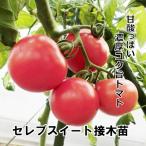 ショッピングセレブ トマト苗 セレブスイート 接木苗