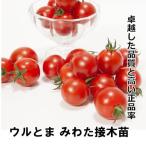  помидор рассада . хлопчатник контактный дерево рассада 