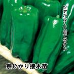  зеленый перец рассада столица ... контактный дерево рассада 