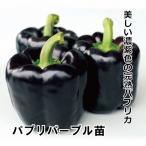  паприка рассада Papp li лиловый рассада 