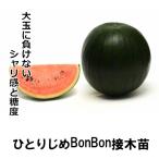 ショッピングスイカ 小玉スイカ苗 ひとりじめBonBon 接木苗 白ポット