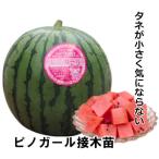ショッピングスイカ 小玉スイカ苗 ピノガール 接木苗