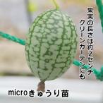 micro огурец рассада огурец дыня рассада 