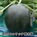  маленький шар арбуз рассада BonBon Ricci контактный дерево рассада 