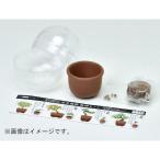 直送 代引不可・他メーカー同梱不可 聖新陶芸 4528757039808 GD−954 育てるカプセル ミニ盆栽 4s