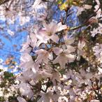 クマノザクラ（熊野桜）実生苗 4.5号ポ