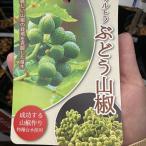 ウルトラぶどう山椒4号ロングポット...