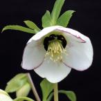 クリスマスローズ 伊勢みやび 3.5号 眉引き｜山野01-D1