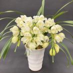  стол simbiju-m белый 3шт.@. арка yama нет Liberty ~ легкий b Lee ji-~ 5 номер * доставка .10 распорядок дня раз бывает требуется.l. орхидея 10-SA