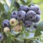 ブルーベリー サザンハイブッシュ系 サンシャインブルー 5号｜果樹04-PA